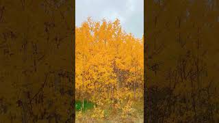 Kenosha Pass  Epic Colorado Views coloradolandscapes travel fallcolor [upl. by Nylirem]