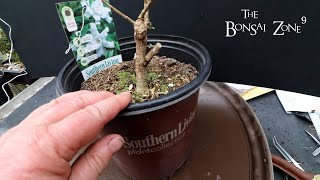 Repotting My Cotoneaster and Gardenia Part 2 The Bonsai Zone March 2022 [upl. by Klemm]