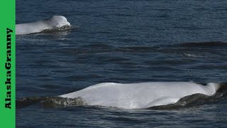 Whale Watching Alaska Beluga Whales Beluga Point Turnagain Arm Alaska [upl. by Sonahpets]