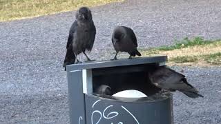 Jackdaws took control of a trash bin in the park Finland [upl. by Jovitta]