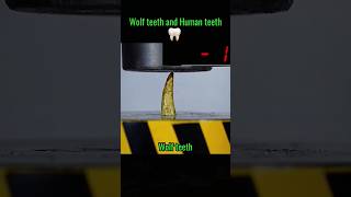 Wolf Teeth versus Human Teeth👀QUICK VIDEO shorts teeth sama28 viral explore trending [upl. by Nerfe]