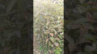 Persimmon nursery shorts ytshorts persimmon plants plantgrafting [upl. by Aidiruy]