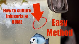 How to culture INFUSORIA and DAPHNIA at home easiest method [upl. by Lilllie]