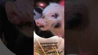 Faszinierende Tierische Fakten 🐾  Kurze und Spannende Tierinfos für Tierliebhaber [upl. by Lirrehs548]