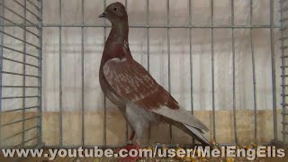 Pigeon Culbutant de Vienne rouge cendré écaillé  حمامة فيينا تمبلر [upl. by Aleakcim]