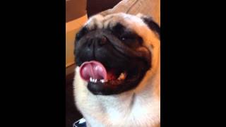 Pug breathing [upl. by Sisely]