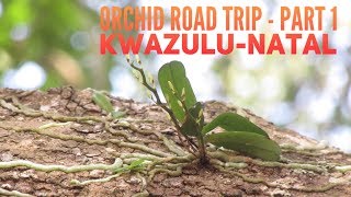 South African orchid road trip Part 1  KwaZulu Natal [upl. by Amaral]