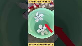 capillary action  easy science experiments experiment science physics [upl. by Adlay684]