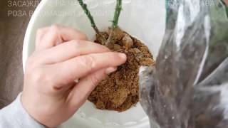 Planting hybrid tea rose garden in a pot at home аСм [upl. by Hiasi]