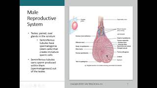 1 Intro to Repro and Male Anatomy [upl. by Zacharias]