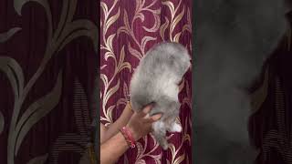 Online order available Full Wolly coat husky puppies youtube husky puppyvideos shorts [upl. by Modnarb]