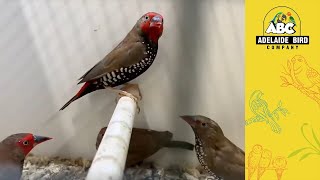 African Finches for sale Adelaide  Adelaide Bird Co [upl. by Kluge]