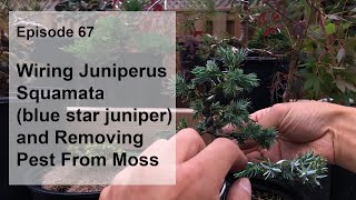 Episode 67 Wiring My Juniperus Squamata blue star juniper and Removing Pest From Moss [upl. by Ahsemot569]