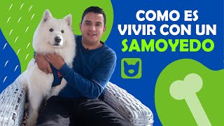 🤩 ¿ Como es VIVIR con un SAMOYEDO  🤩 [upl. by Erdried]