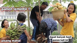 WAOW BANYAK SEKALI  Walaupun musim hujan kita tetep PANEN [upl. by Enirbas167]