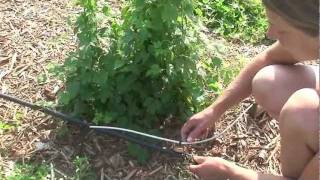 Organic Hops Variety Trial Irrigation [upl. by Yddor942]