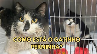 ATUALIZAÇÃO DO ESTADO DO GATINHO PERNINHA [upl. by Hildie]