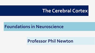 Cerebral Cortex [upl. by Eseenaj497]