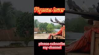 Pigeons attuned🤬🤬 kobitor reels kobitor birdslover pigeon birdofvillage5080 [upl. by Htenywg]