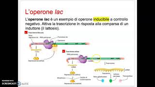 La regolazione genica nei procarioti  operone lac e trp [upl. by Patrica]