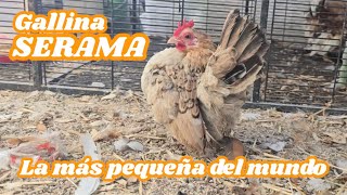 Gallina Serama la mas pequeña del mundo Os enseño las mías [upl. by Brucie]