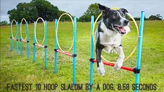 Neo The Parkour Collie Dog sets a new agility WORLD RECORD [upl. by Paucker]