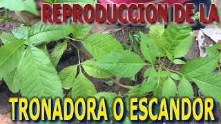 Como reproducir la plantaTronadora o Escandor Tecoma Stans  Info Garden [upl. by Klos793]