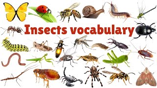 INSECTS FOR KIDS Learning – Insect Names and Sounds for Children Toddlers amp Kindergarten 🐝 🐜 🦋 [upl. by Ianahs]