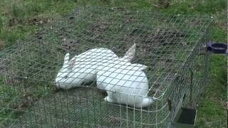 Rabbit Breeding [upl. by Catha]