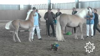 Fohlenbrennen 2015 Pferdestammbuch SH HH Schrittring der Haflinger [upl. by Hammer658]