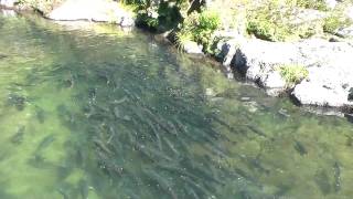 Chinook salmon migration Чавыча миграция 240sp [upl. by Adlesirg]