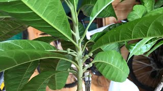 Grafted egg fruit  canistel  plant I’ve decided to leave this ultra tropical in my summerhouse [upl. by Enylodnewg]