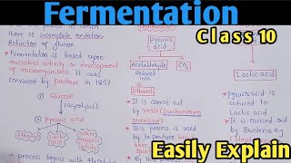 Fermentation  Alcoholic And Lactic Acid Fermentation  Class 10 Biology [upl. by Ruscio524]