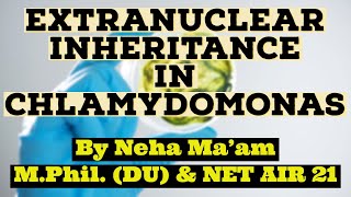 Extranuclear Inheritance In Chlamydomonas [upl. by Ruy]