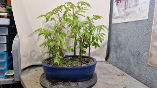 pruning a hornbeam and some updates [upl. by Nahej]