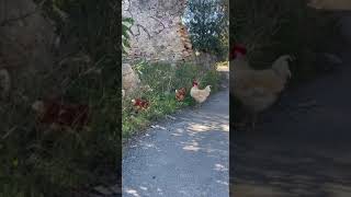 Gallinas pasean por Torredembarra [upl. by Eirffej]