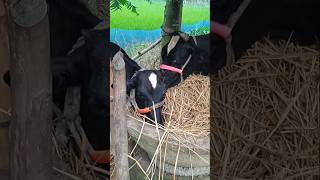 village cattal millkingamazing dairy animals sortsvideo [upl. by Dannel929]