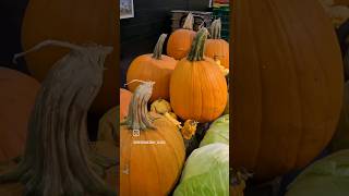 Strathcona Farmers Market Edmonton Alberta 🇨🇦 canada travel destinations farmersmarket [upl. by Nodla360]