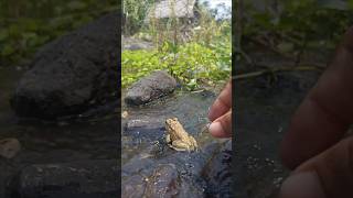 Funny catching cute frogs frog jumping in small river 🐸 funny frog shorts [upl. by Karlens]