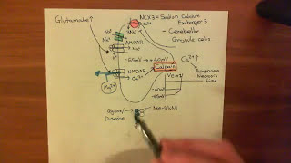 Strokes and Excitotoxicity Part 4 [upl. by Annayram]