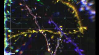 Closeup views of dendrites and dendritic spines visualized with Tetbow [upl. by Duston]