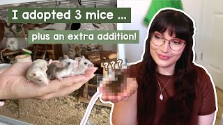 I adopted 3 new mice plus an unexpected extra [upl. by Tabshey280]