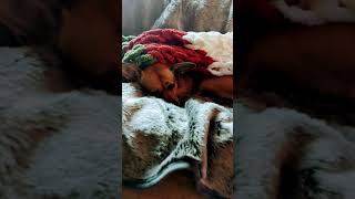 Snug bug❤️ puppy reels trending shortvideo viralvideo trendingshorts [upl. by Corsiglia569]