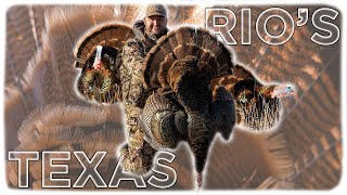 Texas Rio Grande Turkey Hunting Strutters In The Decoy [upl. by Ardnuas]