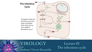 Virology 2014 lecture 2  The infectious cycle [upl. by Hanforrd]