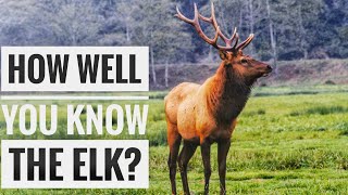 Elk Wapiti  Description Characteristics and Facts [upl. by Sephira]