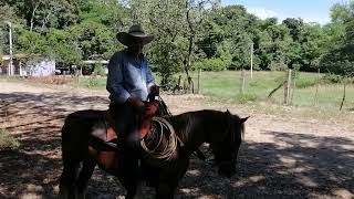 VAQUERO TOLIMENSE Horacio Ospina [upl. by Aletsirc]