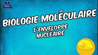 Lenveloppe nucléaire [upl. by Elodea]