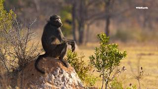 Male baboon embracing the zen of life [upl. by Zarah]