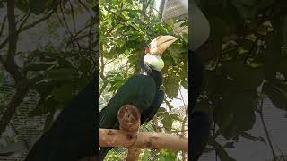 Wreathed hornbill animals dogowner cute beautiful [upl. by Ettezil]